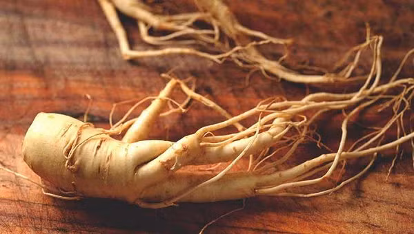 Ginsenoside có hoạt tính mạnh mẽ trong tác dụng nâng sao sức miễn dịch cho cơ thể người. Bên cạnh đó, nó giúp tăng trí nhớ, chống stress, bảo vệ và tác động lên hệ miễn dịch giúp chống viêm, chống lão hóa cho tế bào...