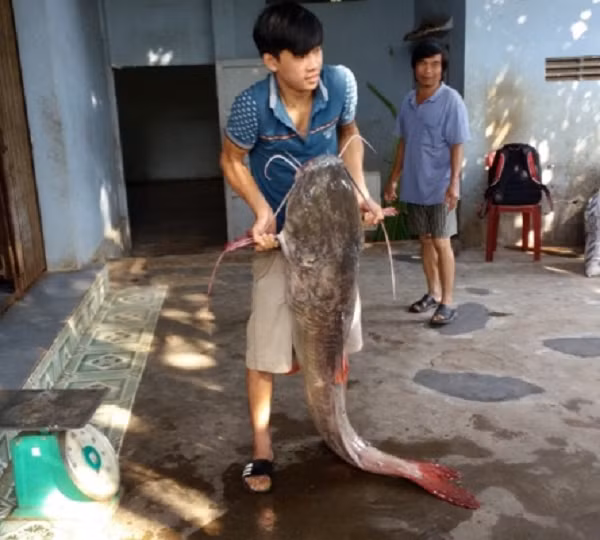 Đặc điểm phân biệt đơn giản của loài cá này so với các loài cá lăng khác chính là chiếc đuôi cá màu đỏ, vây lớn cùng kích thước "khủng" ở các cá thể trưởng thành.