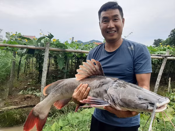 Mắt của cá lăng đuôi đỏ trung bình, không phủ da, nằm chếch phía đỉnh đầu, có 4 đôi râu, râu mũi dài đến viền trước mắt, râu hàm trên gốc bẹt cứng kéo dài quá gốc vây hậu môn, râu cằm ngoài dài quá gốc vây ngực, râu cằm trong chưa tới hết nắp mang.