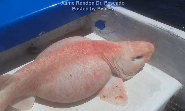 Ông Rendon nói: “Tôi thực sự ngạc nhiên, đôi mắt của nó rất lạ, rất xanh, khác hẳn với các loại cá mập khác. Đôi mắt đó rất giống người ngoài hành tinh”.