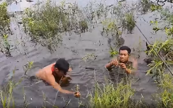 Được biết, con cá "khủng" này là cá lóc bông, có tên khoa học là Ophiocephalus micropeltes, thuộc bộ cá quả. Hình dáng lóc bông cũng giống như cá lóc, thân dài hình trụ, miệng rộng.