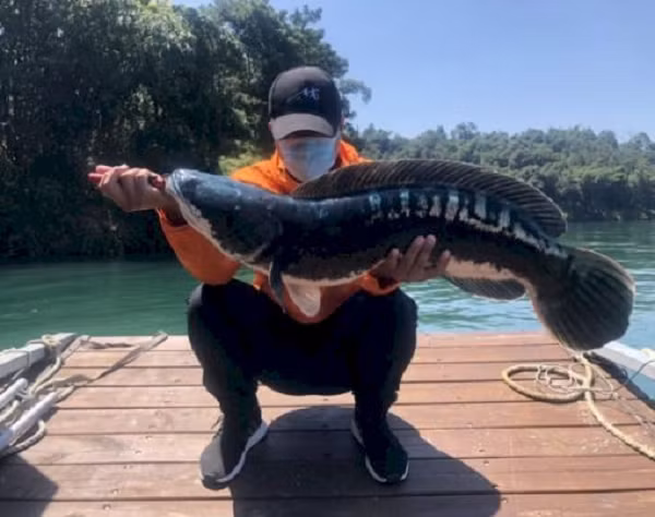 Đây là loại cá dữ và rất to con, trọng lượng tối đa có thể đến 20kg, chiều dài lên đến 1,3 m và sống hơn 10 năm.