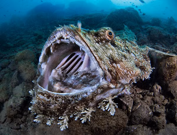 Trong tiếng Anh loài cá này được gọi là monkfish hay anglerfis. Không chỉ có ngoại hình gây kinh hoàng, cá thầy tu còn gây kinh hoàng với khả năng mở hàm cực lớn, bất cứ ai nhìn vào cái mồm rộng ngoác đủ nhét hai đầu người này của cá thầy tu đều không khỏi rùng mình.