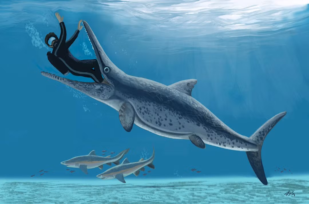 Một số mẫu vật đã được biết đến, trong đó bộ xương của những con ichthyosaurs nhỏ, chưa trưởng thành được hóa thạch bên trong cơ thể của những cá thể lớn hơn, ngay cả trong ống sinh sản.