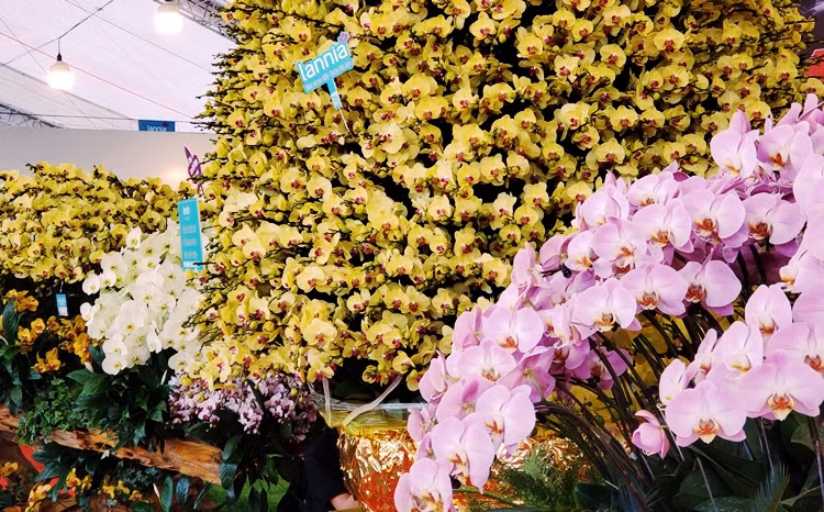 Hiện tại, chậu lan hồ điệp trị giá hơn 1 tỷ đồng đang được đặt ở gian hàng của một nhà vườn trước cửa sân vận động quốc gia Mỹ Đình, Hà Nội.
