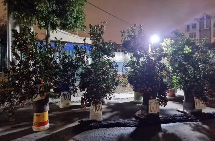 Hà Nội: Tiểu thương ồ ạt xả quất nghỉ sớm vì... “vợ bầu” Ha Noi: Tieu thuong o at xa quat nghi som vi... “vo bau”