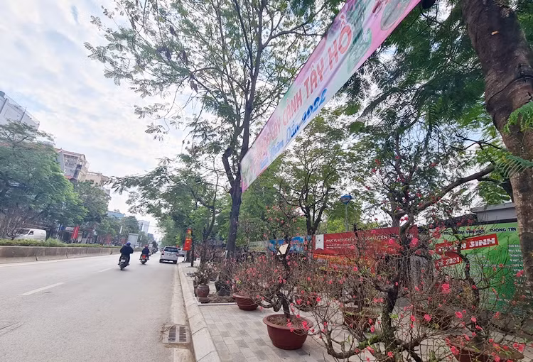 Nhiều gốc đào cảnh được bày bán đã bung nở hoa, thậm chí người bán phải cắt tỉa bớt hoa đã tàn. Tuy nhiên, lượng khách đến khu vực chợ này lại khá thưa thớt.