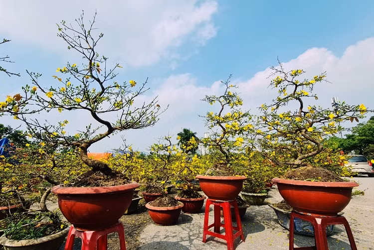 Chia sẻ với phóng viên, anh Nguyễn Quang Thanh (tiểu thương) cho biết, do thời tiết của Hà Nội lạnh hơn so với Bình Định nên hoa mai sẽ nở muộn hơn. Thường thì mai vàng sẽ nở đúng mùng 1 Tết âm lịch.