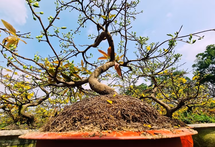 Mai vàng được chở từ Bình định ra Thủ đô mất khoảng 2 ngày. Khi ra tới Thủ đô mai chỉ tưới nước đảm bảo độ ẩm cho cây là hoa sẽ nở đều.