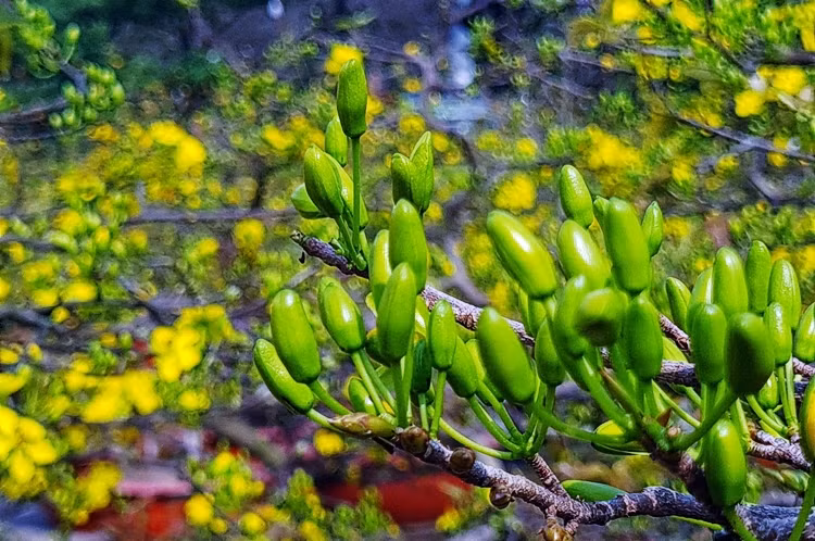 Một số chậu nhiều nụ, dự kiến sẽ nở đúng mùng 1 Tết âm lịch.