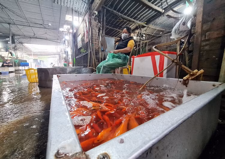 Để bán ra thị trường đúng dịp 23 tháng Chạp, cá chép đỏ được người dân gây giống, chăm sóc bắt đầu từ khoảng tháng 6.