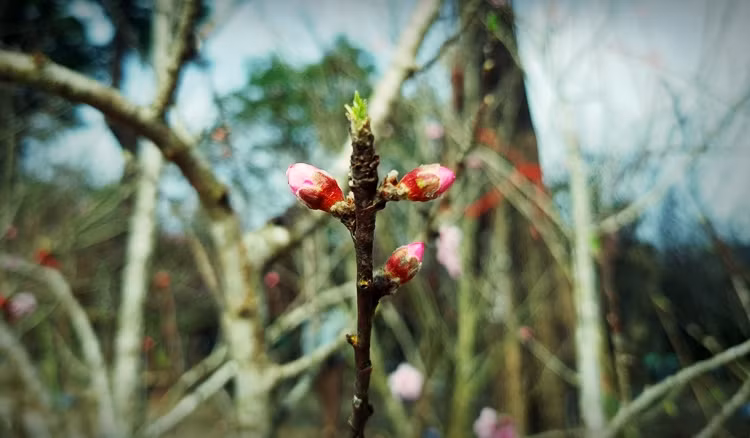 Những cành đào khác cũng chi chít nụ.