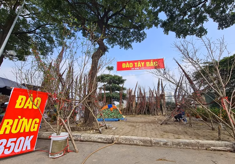 Thậm chí có những chủ vựa còn bán "đồng giá" các cành đào rừng cho khách.