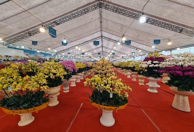 Lan hồ điệp được mệnh danh là “nữ hoàng” của các loài lan mang vẻ đẹp sang trọng và kiêu kỳ.