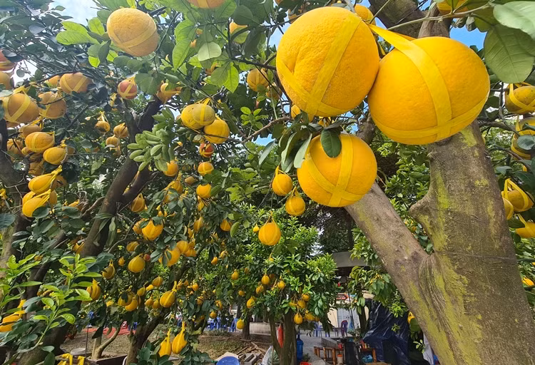 Những gốc bưởi Diễn cổ thụ chờ "đại gia" rước về chơi Tết.