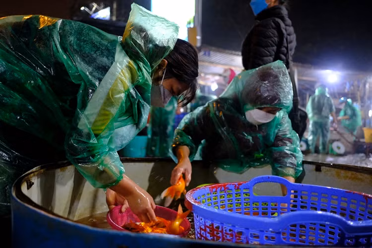 Tiểu thương đến mua cá chép đỏ luôn chọn cá rất kỹ.