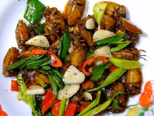 Các dấu hiệu ngộ độc do ăn bọ xít thường là bồn nôn, nôn mửa, run chân tay, nặng thì co giật, chảy nước dãi, cứng hàm, vật vã, khó thở, ngứa khắp người, để lâu sẽ hôn mê, có thể dẫn đến tử vong.