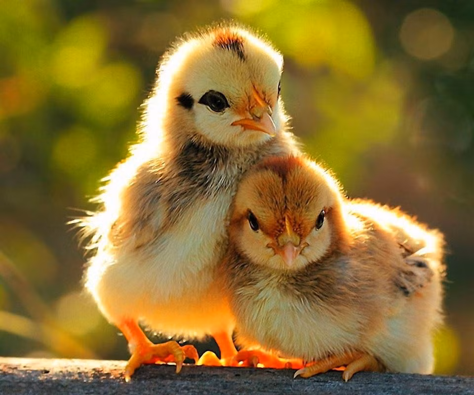Tuổi Dậu không nên mất thời gian cho việc tranh cãi ai đúng ai sai, hãy tập trung vào việc của mình. Sau một thời gian siêng năng tích góp, tuổi Dậu đã tiết kiệm được một khoản rủng rỉnh.