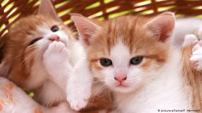 Tuổi Mão cẩn thận chậm trễ trong công việc có thể bị lãnh đạo phát hiện, để lại ấn tượng không tốt. Tài lộc tăng tiến, thu nhập từ việc kinh doanh cá nhân của con giáp ngày càng tốt.