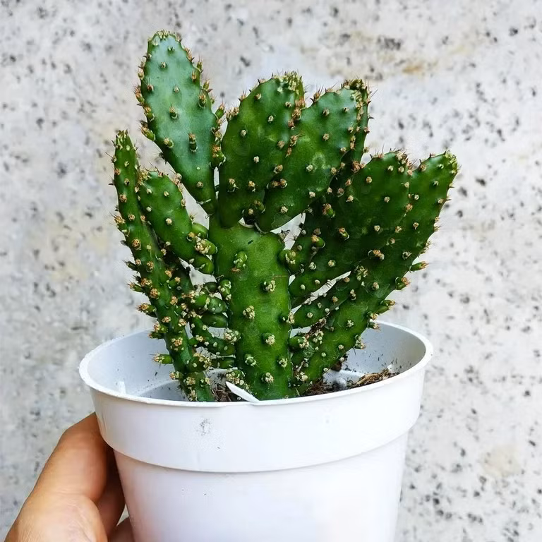 Nó có nghĩa là thu hút sự giàu có và mang lại sự giàu có. Đặt nó trong nhà giống như thêm một màu hy vọng, hàm ý cuộc sống và sự nghiệp có thể khởi sắc. Ảnh: Theo Pinterest