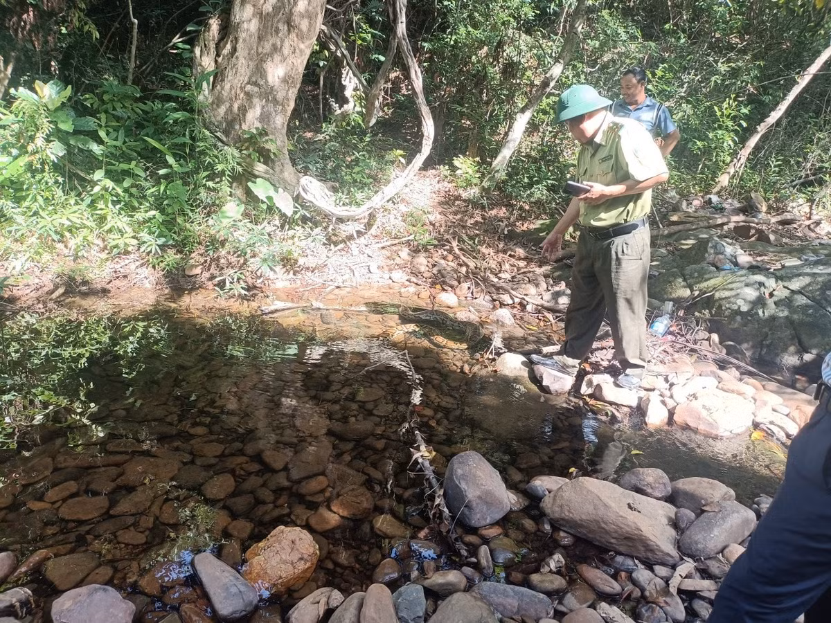 Con trăn trên được người dân phát hiện khi đang nuốt một con dê có trọng lượng khoảng 10 kg tại khu rừng sản xuất thuộc thôn Phan Xá Phường (xã Cam Thành, huyện Cam Lộ). Ảnh: Đại đoàn kết.
