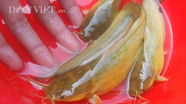 Nam Dinh: Da mat ngam dan ca vang nhu nghe, thu tram trieu/nam-Hinh-2