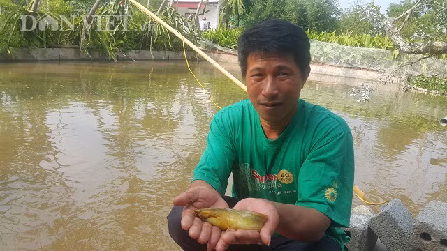 Nam Dinh: Da mat ngam dan ca vang nhu nghe, thu tram trieu/nam