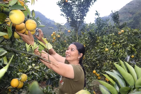 Quen duong ve khi lac vao nhung vuon cam chin ro o Son La-Hinh-8