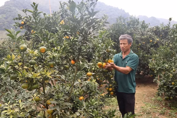 Quen duong ve khi lac vao nhung vuon cam chin ro o Son La-Hinh-2