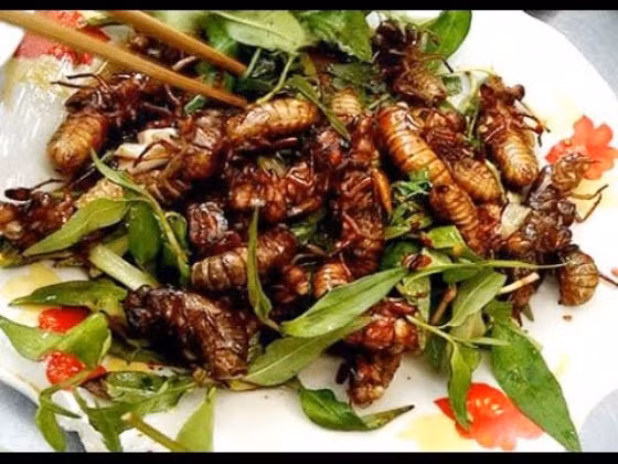 Nhộng ve sầu vùng cao: Mùa ve sầu thường bắt đầu từ đầu tháng 2 âm lịch đến khoảng tháng 5 âm lịch thì kết thúc. Nếu muốn có món ăn ngon từ ve, người dân phải đi bắt từ lúc trời sẩm tối – thời điểm ve bắt đầu lột xác từ ấu trùng để trưởng thành. Lúc này, thân ve sầu rất mềm, hay còn gọi là ve sầu sữa. Chỉ sau khi lột xác khoảng 30 phút, cánh của chúng khô cứng lại, ăn sẽ không còn ngon. Ảnh: Internet.