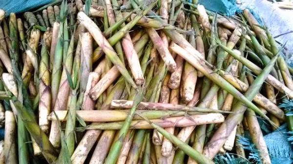 Măng sặt mọc ở nhiều nơi tại tỉnh Phú Thọ, nhưng măng sặt ngon nhất có lẽ phải kể đến măng sặt mọc trên núi Buộm - dãy núi cao nhất ở Ấm Hạ. Cứ vào tháng 2 đến tháng 4 âm lịch hàng năm, người dân Ấm Hạ lại lên núi hái măng sặt về chế biến thành các món ăn ngon, hấp dẫn như: măng sặt om xương, xào, luộc, nướng trên than củi, hầm cá, hay ngâm giấm ớt. Ảnh: Tuổi trẻ.