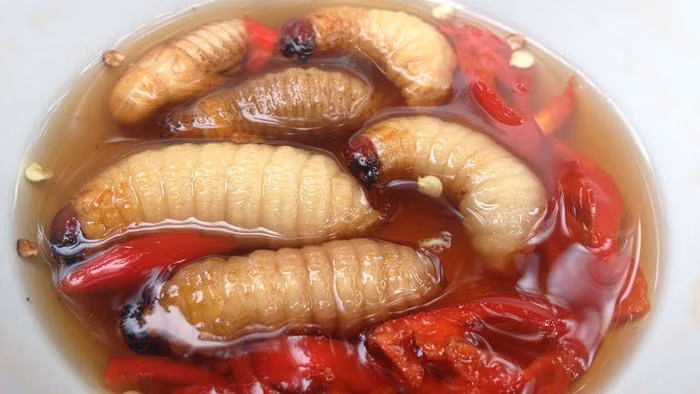Đuông dừa: Đây là món đặc sản nổi tiếng của người miền Tây. Hình dáng bề ngoài của đuông dừa có thể khiến nhiều người ghê sợ nhưng đây thực sự là món ngon bổ dưỡng.
