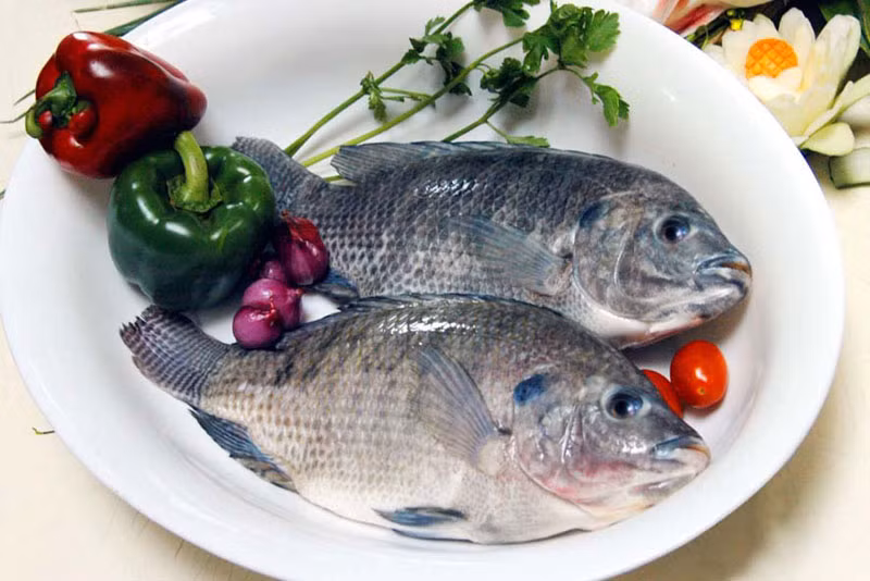 Cá rô sống ở cả nước mặn và nước ngọt. Trong Đông y, thịt cá rô có vị ngọt, tính bình, bổ hư, nhuận tràng, ích khí, người ăn có cảm giác khỏe khoắn, bớt đau đầu nhức mỏi. Canh cá rô đồng, bánh đa cá rô đồng... là món ăn rất tốt cho người mới ốm dậy.