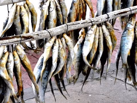 Bokkoms là cá đối nguyên con được ướp muối và phơi khô trong không khí ngoài trời. Bokkoms đôi khi cũng có thể hun khói nhưng phải bóc da trước khi ăn.