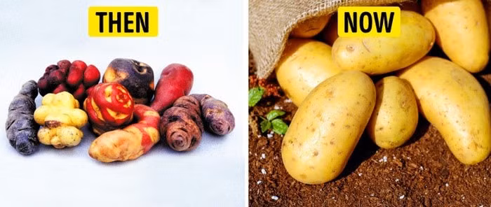 Khoai tây: Loại khoai tây bản địa này từ Nam Mỹ. Chúng phát triển khá sự đa dạng về hình dạng, màu sắc và kết cấu. Có một số tổ chức ở Nam Mỹ không chỉ duy trì sự đa dạng của khoai tây mà còn thúc đẩy sự phổ biến của chúng trên khắp thế giới. Ảnh: BS.