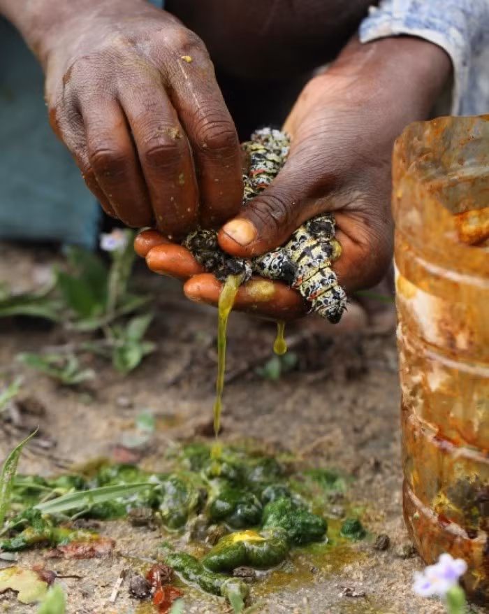 Sâu bướm Mopane thuộc một giống sâu bướm gonimbrasia belina, còn được gọi là loài sâu bướm Hoàng Đế. Tên gọi sâu Mopane xuất phát từ sở thích gặm nhấm lá cây Mopane của chúng.