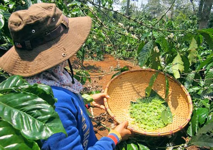 Đối với những người yếu bóng vía, khi chứng kiến cảnh cả một khu vực đâu đâu cũng đầy sâu bám đầy trên những cành cây, họ sẽ rất khiếp sợ.