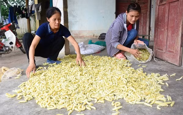 Tằm sắn có thể luộc lên rồi chấm mắm ớt ăn luôn, rất bùi hoặc rang với mỡ lợn hoặc thịt ba chỉ. Gia vị không thể thiếu của món tằm là ớt và lá chanh.