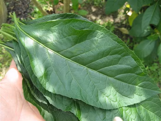 Canh lá đắng thường được nấu để chiêu đãi khách quý. Lá đắng thái chỉ nấu cùng lòng mề hoặc thịt băm nhỏ cùng mẻ chua, mắm tôm, sả, hành khô phi thơm và chút gia vị cho đậm đà. Khi nồi canh đã bắt đầu sôi nhẹ, cho thêm chút tiết để tăng thêm hương vị rồi mang ra thưởng thức.