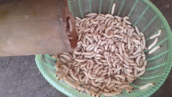 Sâu đem rửa sạch, ướp tiêu muối rồi cho vào chảo, đảo nhanh tay, lúc gần được cho thêm lá chanh thái chỉ vào là đã có ngay món ngon, sạch, giàu dinh dưỡng để thiết khách.