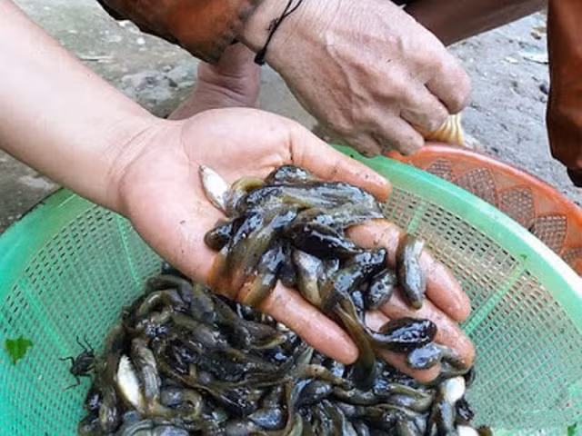 Những con nòng nọc do loài ếch đá trong rừng đẻ ra vào các tháng mùa mưa thường béo tròn, to bằng ngón tay. Mùa mưa, cũng là mùa sinh sản của chúng, người dân thường vào rừng tìm bắt.