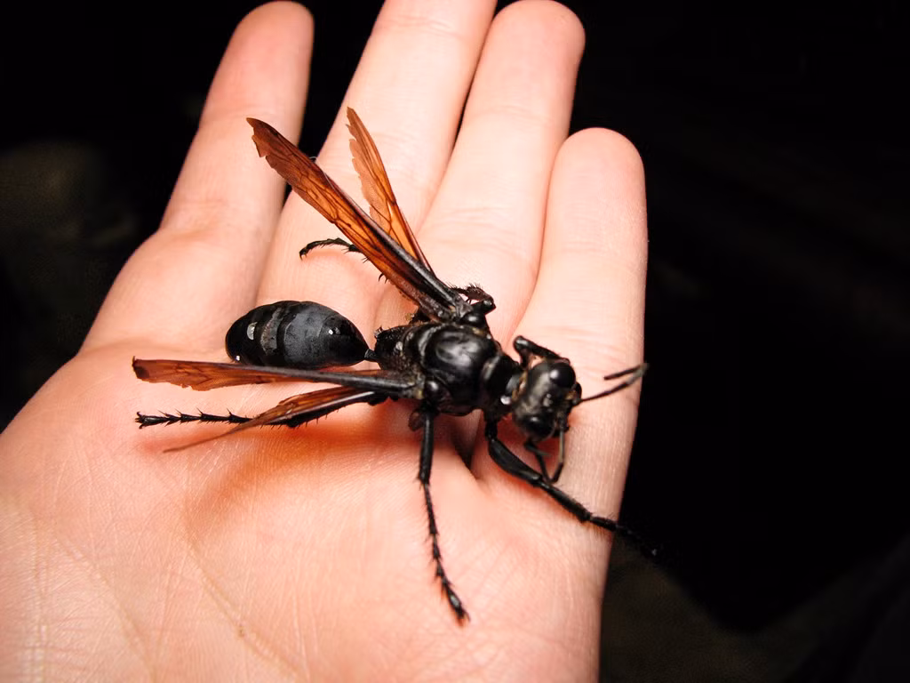 Ong Tarantula Hawk: Loài ong này săn nhện đen, đốt cho con mồi tê liệt trước khi lôi về tổ. Ở đó, chúng đẻ trứng trong bụng con nhện. Khi nở, ấu trùng ong sẽ ăn phần bên trong con mồi, đến lúc trưởng thành thì phá vỏ chui ra. Vết đốt của loài ong này gây đau đớn khủng khiếp, đạt điểm cao nhất trên thang đo độ đau Schmidt. Ong Tarantula Hawk có thể được tìm thấy khắp thế giới, từ Ấn Độ, Đông Nam Á, Nam Mỹ tới châu Phi, Australia và các bang miền nam nước Mỹ. Ảnh: Wired. 