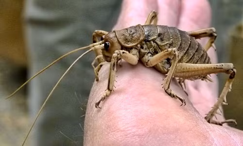Dế weta khổng lồ: Một số cá thể của loài này còn nặng hơn cả chuột, khiến chúng trở thành côn trùng nặng nhất thế giới và mất khả năng nhảy như loài dế thông thường. Đây là loài đặc hữu của đảo Little Barrier, phía bắc Auckland, New Zealand. Dế weta khổng lồ còn có tai trên đầu gối các chân trước. Ảnh: IPM. 