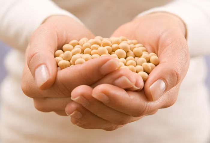 Đậu nành bảo vệ da: Đậu nành có thể cải thiện đồng thời bảo vệ làn da của bạn. Các nghiên cứu chỉ ra rằng đậu nành khi thoa lên da hoặc sử dụng như thuốc bổ (không phải thực phẩm) có thể bảo vệ làn da khỏi và thậm chí chữa lành các tổn thương do các tia mặt trời gây ra. Đậu nành giúp cải thiện cấu trúc và độ bền của da, thậm chí cải thiện màu sắc da.
