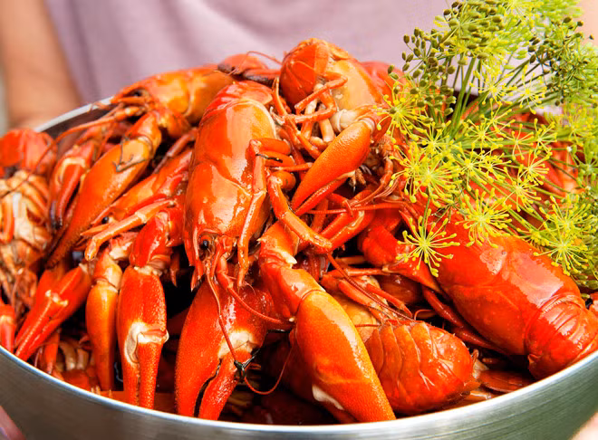 Tôm hùm đất có đặc tính sống bò đáy, thích đào hang, ưa tối, chuyên hoạt động về đêm. Chúng có thể đào hang trú ẩn sâu 100-200cm, có thể sống được cả ở dưới nước lẫn trên cạn và chịu được nhiệt độ 0-37 độ C.