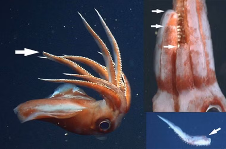Mực ống Octopoteuthis deletron. Nhìn thoạt qua, mực ống Octopoteuthis deletron không có gì khác so với các loài mực ống thông thường, nhưng thực tế nó có một cơ chế phòng vệ rất đặc biệt. Khi bị tấn công, thay vì bỏ chạy, loài này tự cắt 1 xúc tu và dùng để tấn công lại kẻ thù, trong khi con mực thì bỏ trốn.