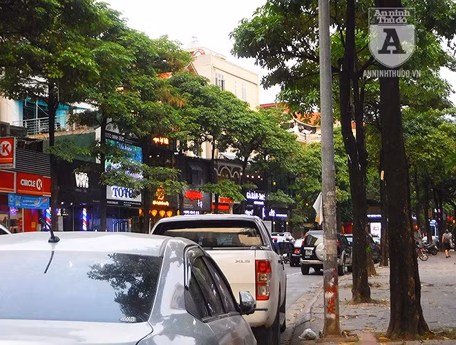 Trong văn hóa Việt Nam, hình ảnh hoa sữa được nhiều nhạc sĩ sử dụng đưa vào âm nhạc: Hoa sữa (do nhạc sĩ Hồng Đăng sáng tác), Nhớ về Hà Nội (do nhạc sĩ Hoàng Hiệp), Nồng nàn Hà Nội (do nhạc sĩ Nguyễn Đức Cường sáng tác),… Cách đây nhiều năm hoa sữa được trồng nhiều ở Hà Nội là do loài cây này phát triển nhanh, ít sâu bệnh, cho bóng mát quanh năm, nhưng nếu trồng với mật độ dày thì hương của nó rất nồng, gây khó chịu, dị ứng đối với nhiều người