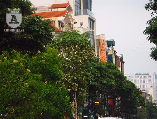 Hoa sữa còn có tên gọi khác là mò cua, là một loài thực vật nhiệt đới. Cây hoa sữa thuộc loại gỗ nhỡ, có thể cao tới 50m