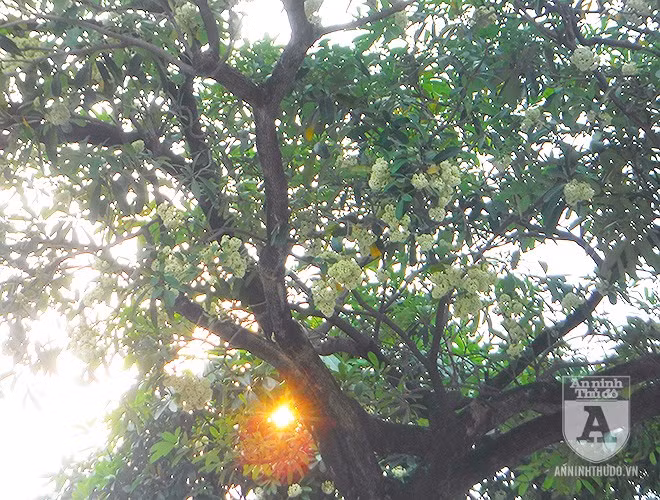 Hoa tự tán, bông hoa nhỏ, màu trắng đến vàng nhạt, mùi thơm giống hoa dạ lý hương. Phật giáo tiểu thừa xem cây hoa sữa như là một loài cây của sự giác ngộ