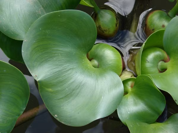 Ngoài ra, nó còn ảnh hưởng xấu đến giao thông đường thủy, hoạt động của các hồ thủy lợi, thủy điện.